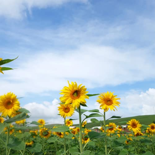 CHTING 50 Piezas Semillas De Girasol Deslumbrantes Paisajes Al Aire Libre Fácil De Plantar Paisajes De Jardín únicos Con Alto Valor Ornamental
