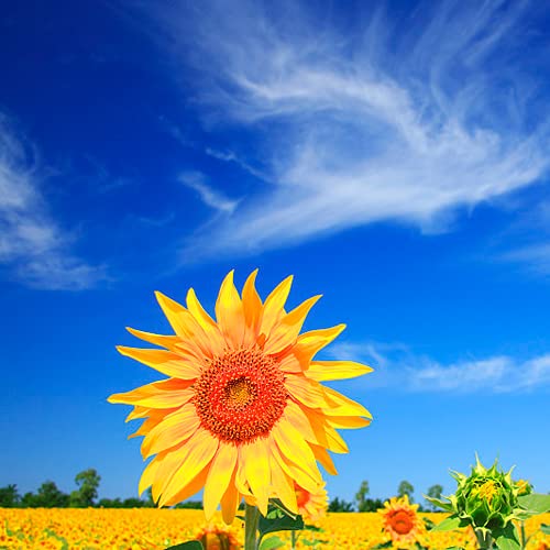 CHTING 50 Piezas Semillas De Girasol Deslumbrantes Paisajes Al Aire Libre Fácil De Plantar Paisajes De Jardín únicos Con Alto Valor Ornamental