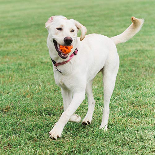 Chuckit CU32141 Pelotas Breathe Right Fetch Ball Medium De Chuckit, 2 Bolas De Entrenamiento para Perros, M
