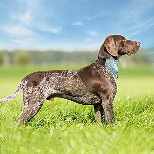 Collar de martingala ajustable para perro, con lentejuelas doradas, abstractas, doradas, para mascotas, collares regulares para mascotas, con hebilla, bandanas triangulares, baberos, bufandas