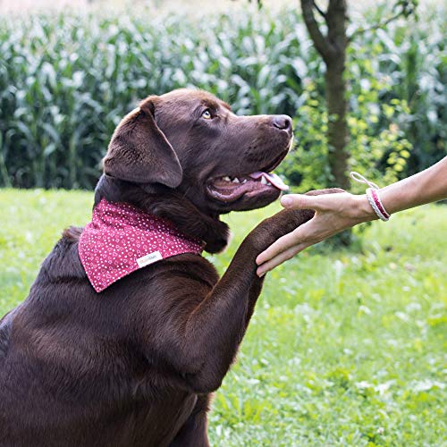 Collar para perros con bandana y brazalete de amistad marca Pettsie