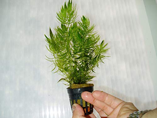 Desconocido Planta DE Acuario CERATOPHYLLUM DEMERSUM/Cola DE Zorro