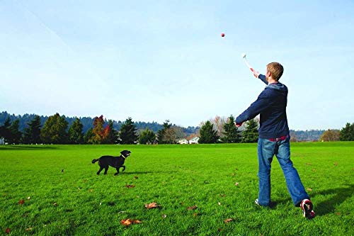 DI ZE LIN PET HOME DZL® Lanzador y Pelota de Tenis Color Entrega al Azar (65CM, Aleatorio)