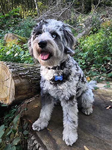 DOGTAP Sólido: la marca inteligente para perros con chip NFC