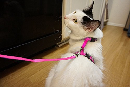 Ducomi Silvestro Arnes para Gatos – para Gatos, Conejos y Cachorros - Ideal en Paseos y Visitas al Veterinario - Correa Gato Ajustable 105cm (Pink)