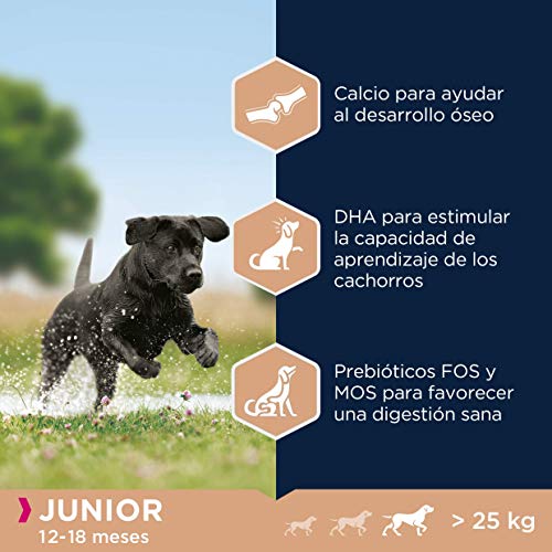 Eukanuba Alimento seco para perros jóvenes de raza grande, rico en pollo fresco 15 kg