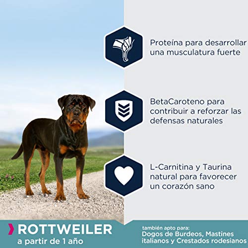 EUKANUBA Breed Specific Alimento seco para perros rottweiler adultos, alimento para perros óptimamente adaptado a la raza 12 kg