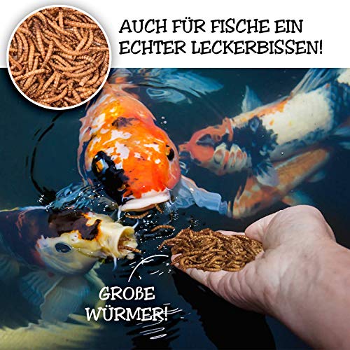 EWL Naturprodukte Gusanos secos de harina, 1 kg = 6500 ml, aperitivo para pájaros, peces, tortugas, roedores y reptiles.