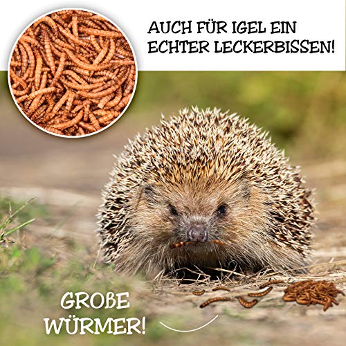 EWL Naturprodukte Gusanos secos de harina, 1 kg = 6500 ml, aperitivo para pájaros, peces, tortugas, roedores y reptiles.