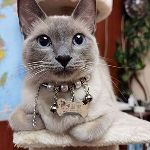FAPROL Collar De Gato Bells con Placa De Hueso, Collares para Mascotas con Grabado Personalizado, Etiquetas De Acero para Mascotas para Perros/Gatos White XS