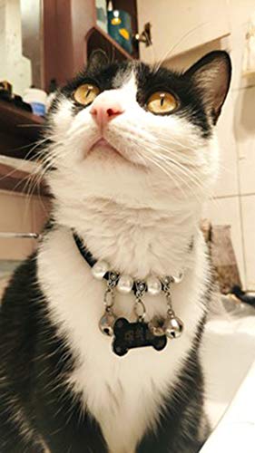 FAPROL Collar De Gato Bells con Placa De Hueso, Collares para Mascotas con Grabado Personalizado, Etiquetas De Acero para Mascotas para Perros/Gatos White XS