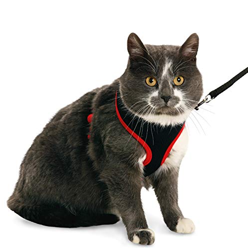 Flamingo 1031367 Conjunto de Arnés y Correa Negro para Gato, L