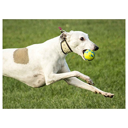Foaber - Pelota de Espuma y Goma híbrida para Perro, tamaño pequeño, Azul/Verde