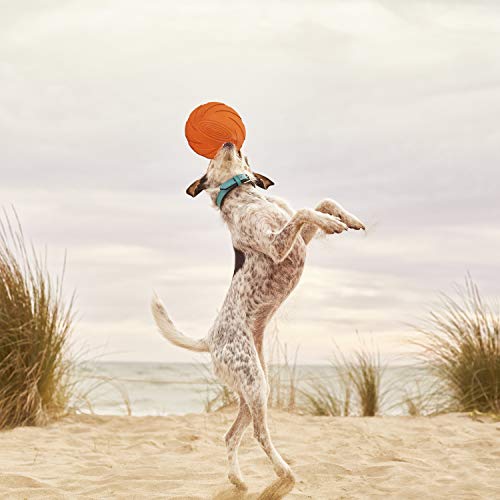 Frisbee para Perros Gloria - Disco Volador - Tamaño 22 cm - Juguete Interactivo - Material Resistente - Juguetes para Perros - Frisbee para Perros - Color Variado