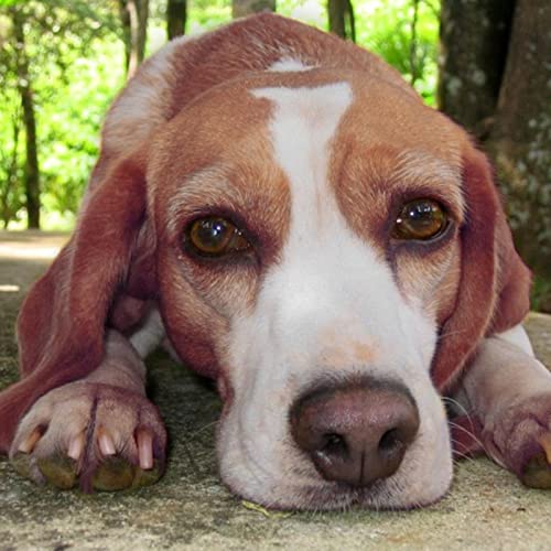 gormyel Tinte para el Cabello para Perros, 30ml Crema para Tinte para el Cabello para Mascotas, Cuidado de Mascotas Tintes para teñir el Cabello Suministros para Agentes de Pigmento, Tinte