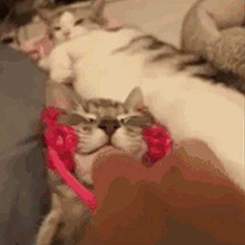 gqdlzgnyLL Masajeador multifunción de Cara Fina para Gatos, masajeador Interactivo para pies, masajeador de piernas
