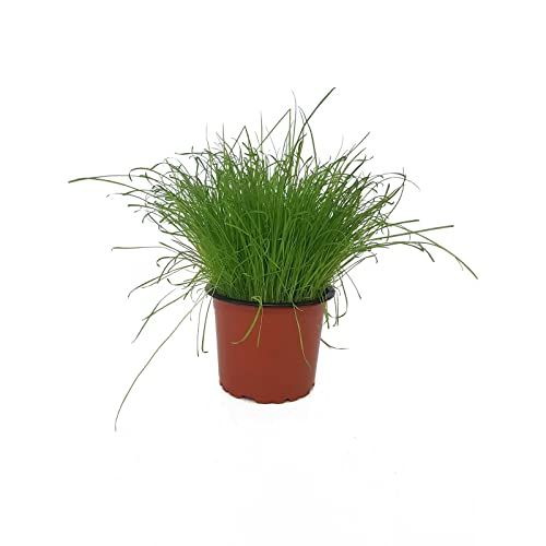 Hierba para Gatos DECOALIVE Planta Natural para las Mascotas