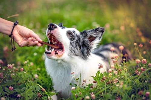 Higiene dental dental para perros, 100% ayuda natural al lavarse los dientes, golosinas naturales OGF (S)