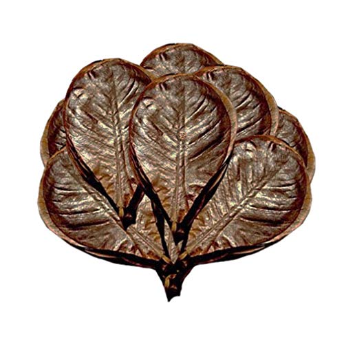 Hojas de almendras Indias para camarón SunGrow, nutrición, Refugio y alimento, criar y esconderse, Hojas Grandes de catappa, Ideal para Cuidadores de camarones, Paquete de 10