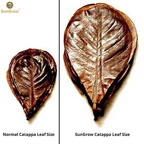 Hojas de almendras Indias para camarón SunGrow, nutrición, Refugio y alimento, criar y esconderse, Hojas Grandes de catappa, Ideal para Cuidadores de camarones, Paquete de 10