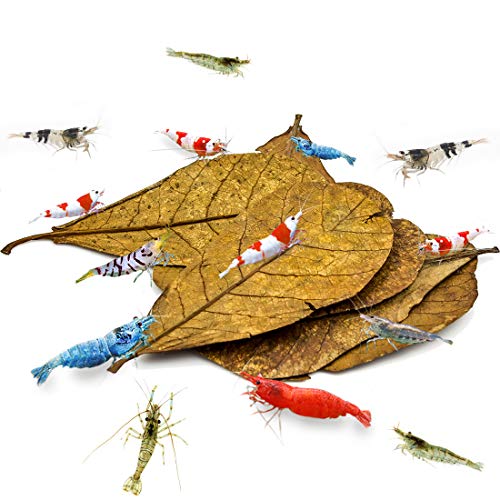 Hojas de almendras Indias para camarón SunGrow, nutrición, Refugio y alimento, criar y esconderse, Hojas Grandes de catappa, Ideal para Cuidadores de camarones, Paquete de 10