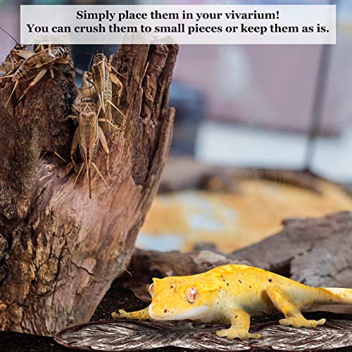 Hojas para reptil SunGrow, hojas de 10 pulgadas, mantiene la humedad en el terrario, 30 hojas por paquete