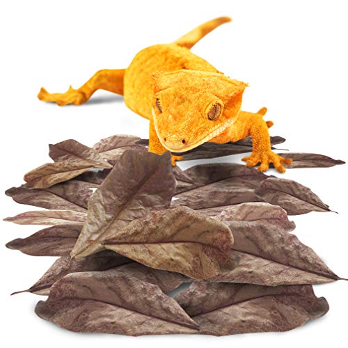Hojas para reptil SunGrow, hojas de 10 pulgadas, mantiene la humedad en el terrario, 30 hojas por paquete