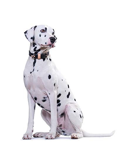 HUNTER Bombay - Collar de Piel para Perro (60 (M-L), Color marrón Oscuro