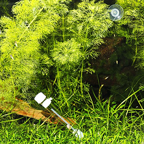 JBL PlaCollect, Trampa Planaria para Combatir los Gusanos Planos