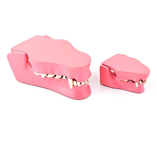 JHGF Modelo de Dientes de Animales - Modelo médico anatómico de Dientes de Perros y Gatos - Salud Normal y Modelo de comparación de Dientes patológicos infectados - para Estudio de enseñanza Vet
