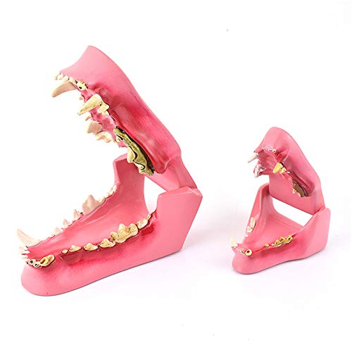 JHGF Modelo de Dientes de Animales - Modelo médico anatómico de Dientes de Perros y Gatos - Salud Normal y Modelo de comparación de Dientes patológicos infectados - para Estudio de enseñanza Vet