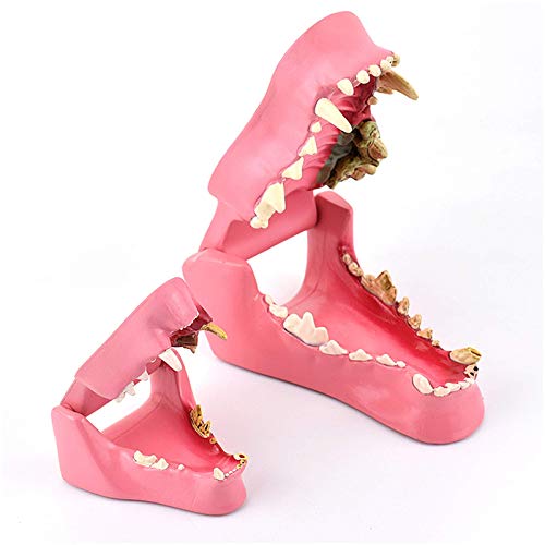 JHGF Modelo de Dientes de Animales - Modelo médico anatómico de Dientes de Perros y Gatos - Salud Normal y Modelo de comparación de Dientes patológicos infectados - para Estudio de enseñanza Vet
