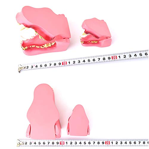 JHGF Modelo de Dientes de Animales - Modelo médico anatómico de Dientes de Perros y Gatos - Salud Normal y Modelo de comparación de Dientes patológicos infectados - para Estudio de enseñanza Vet