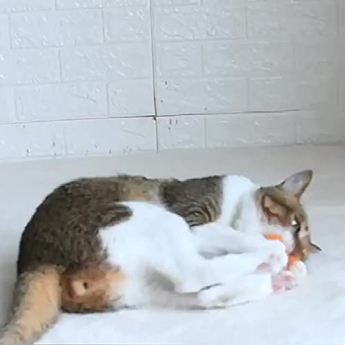 Juguetes para gatos de interior para gatos gato varita Teaser juguete interactivo gato masticar juguete gato bola juguetes con campanas 2 unids