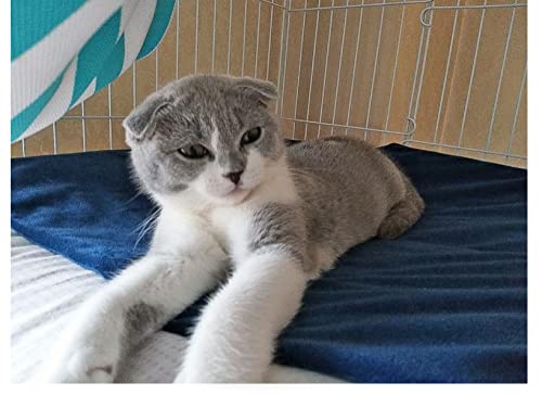 JunJia Manta eléctrica para Mascotas, caseta para Gatos de tamaño pequeño y Mediano, Adecuada para Calentamiento a Temperatura Constante, Almohadilla térmica Impermeable -British regulatory