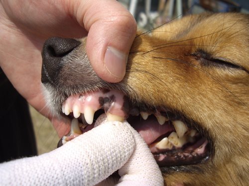 Kenko Care - Cepillo de dientes para perros (tamaño grande)