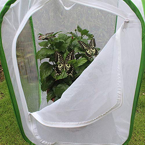 Kisbeibi Jaula de insectos translúcida, con mariposa, espacio de vida, jaula, plantas, invernadero, plegable, para jardín de mariposas (tamaño: M, 15,74 x 15,74 x 23,62 pulgadas)