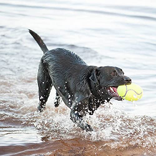 KONG - AirDog Squeaker Football - Juguete sonoro y saltarín, Tejido Pelota de Tenis - para Perros Medianos