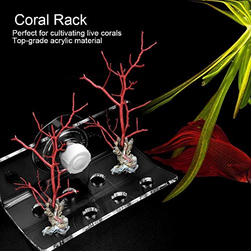 KSTE Coral acrílico Estante de Soporte de los Pescados del Acuario de contenedores Coral Frag Soporte con Ventosa (8 Agujeros)