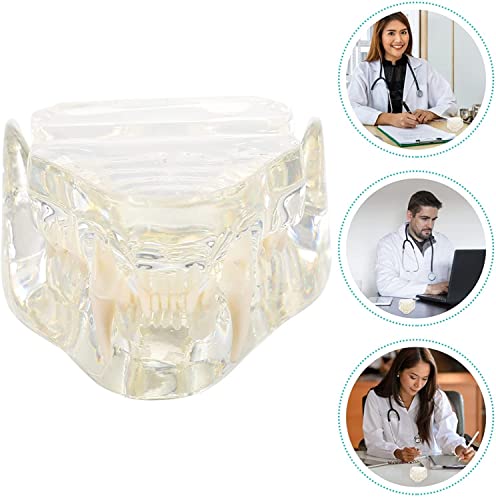 KUUY Modelo Dental Felino Transparente, Modelo De AnáLisis De Dientes De Mascotas De Resina Profesional, Accesorio De Aprendizaje Dental para La Oficina Veterinaria, Herramienta Educativa AnatóMica