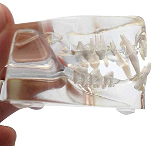 KUUY Modelo Dental Felino Transparente, Modelo De AnáLisis De Dientes De Mascotas De Resina Profesional, Accesorio De Aprendizaje Dental para La Oficina Veterinaria, Herramienta Educativa AnatóMica