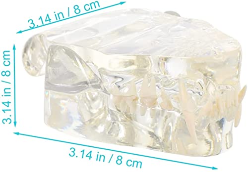KUUY Modelo Dental Felino Transparente, Modelo De AnáLisis De Dientes De Mascotas De Resina Profesional, Accesorio De Aprendizaje Dental para La Oficina Veterinaria, Herramienta Educativa AnatóMica