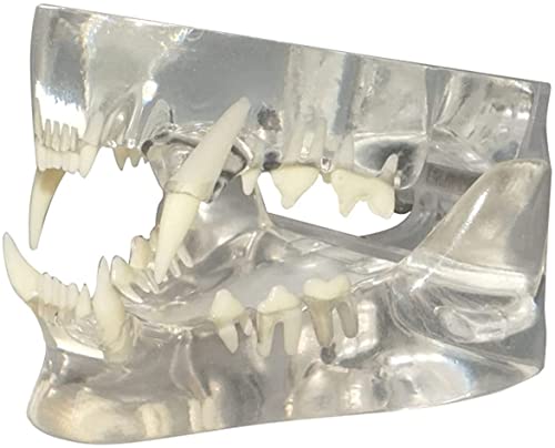 KUUY Modelo Dental Felino Transparente, Modelo De AnáLisis De Dientes De Mascotas De Resina Profesional, Accesorio De Aprendizaje Dental para La Oficina Veterinaria, Herramienta Educativa AnatóMica