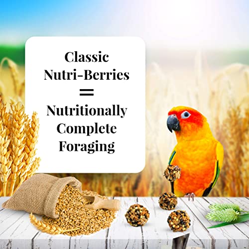 LAFEBER'S Classic Nutri-Berries Pet Bird Food for Conures 10 oz