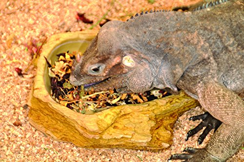 Lucky Reptile Mezcla de Flores HD-21, 50 g