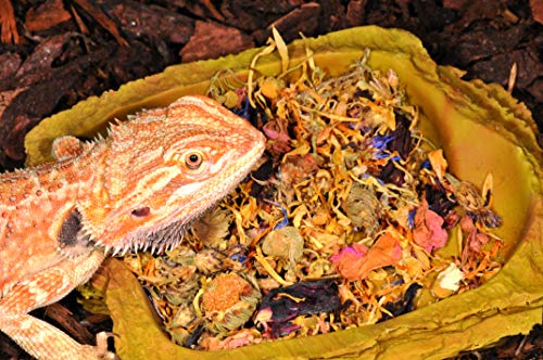 Lucky Reptile Mezcla de Flores HD-21, 50 g