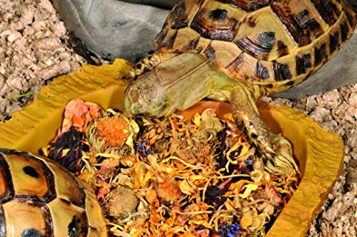 Lucky Reptile Mezcla de Flores HD-21, 50 g