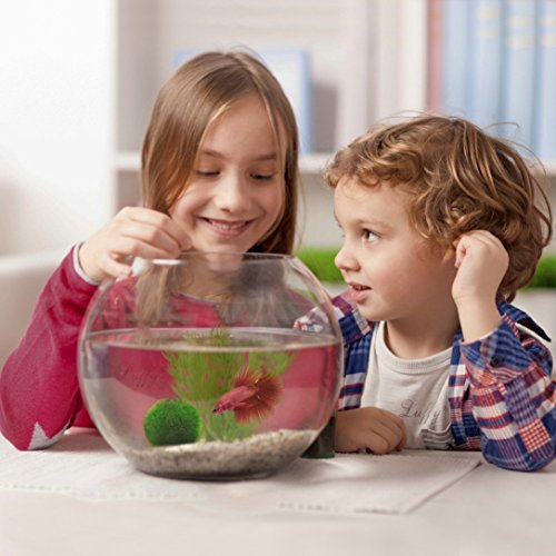 Luffy Medium Marimo Balls, 1 pulgada, Bolas vivas de bajo mantenimiento para camarones y caracoles, 2 bolas por paquete