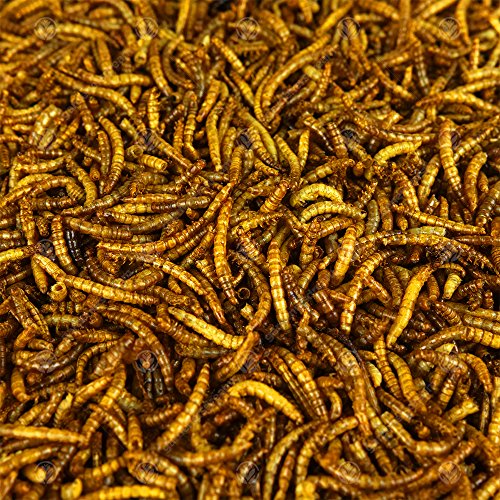Mealworms 5 kg de gusanos de la harina secos para aves silvestres