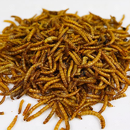 Mealworms 5 kg de gusanos de la harina secos para aves silvestres